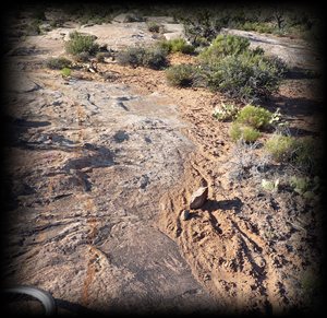 stray tracks beside the marked trail