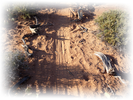 drift sand covers cryptobiotic soils adjacent new trail