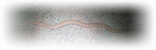 Midnight Pygmy Rattler