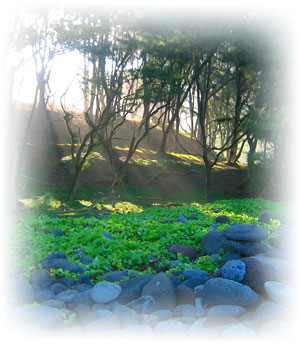 The Valley