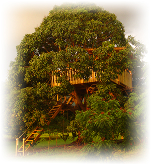 Kona treehouse
