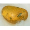 Fossil mosquito in amber