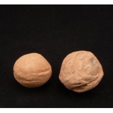 Fossil nuts