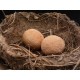 Bird nest art