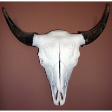 Buffalo skull