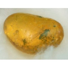 Fossil mosquito in amber
