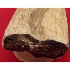 Petrified wood Petrified wood