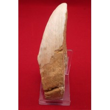 Fossil shark tooth Fossil shark tooth