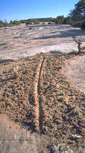 destroyed dinosaur trackway