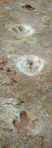 destroyed dinosaur trackway