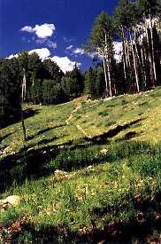 Gold Basin singletrack