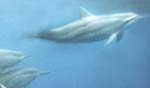 Spinner Dolphins