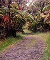 Volcano National Park trails